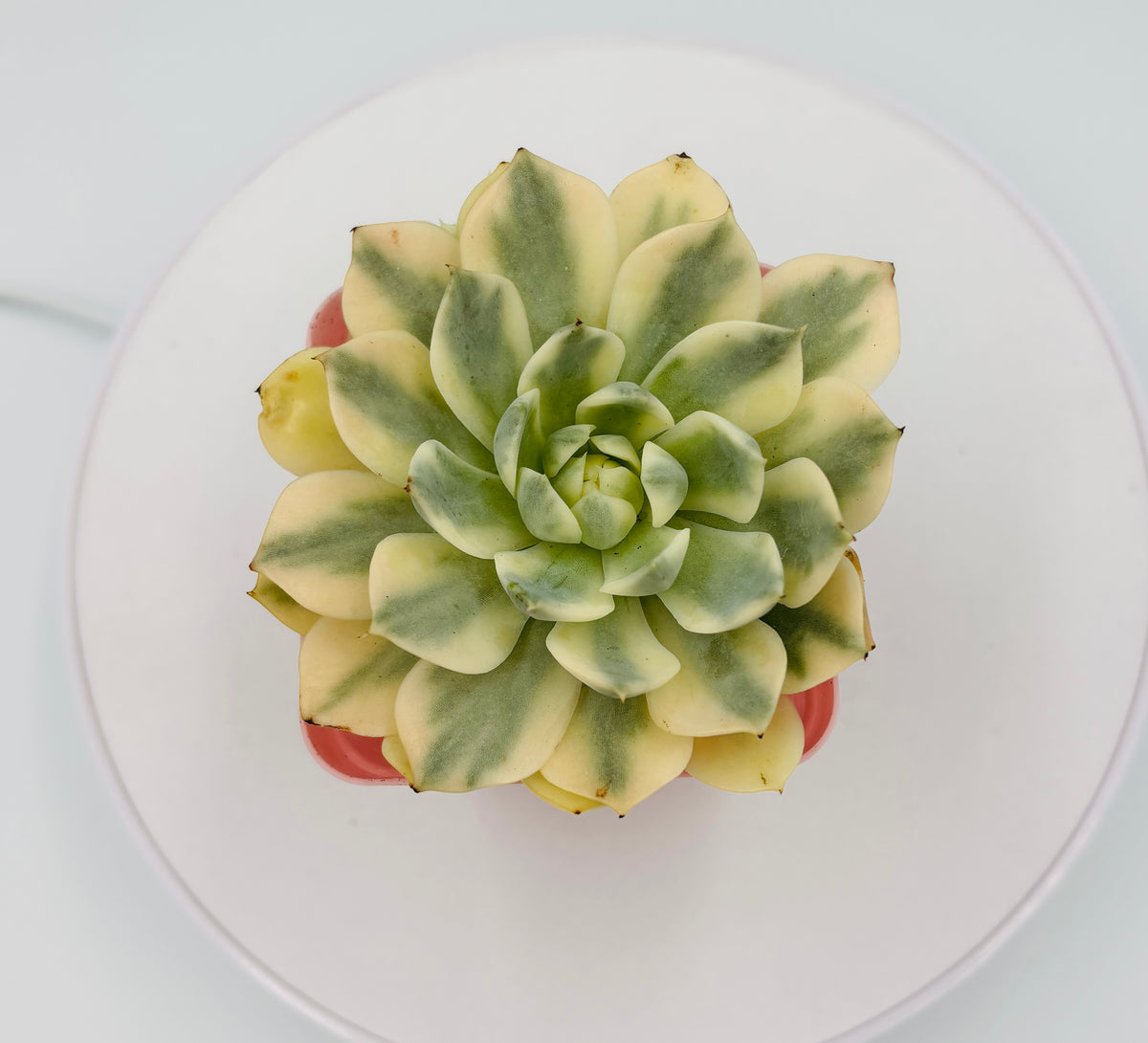 Echeveria Han Crystal – Premium Imported Succulent