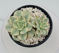 Echeveria Atlantis Variegated – Imported Succulent