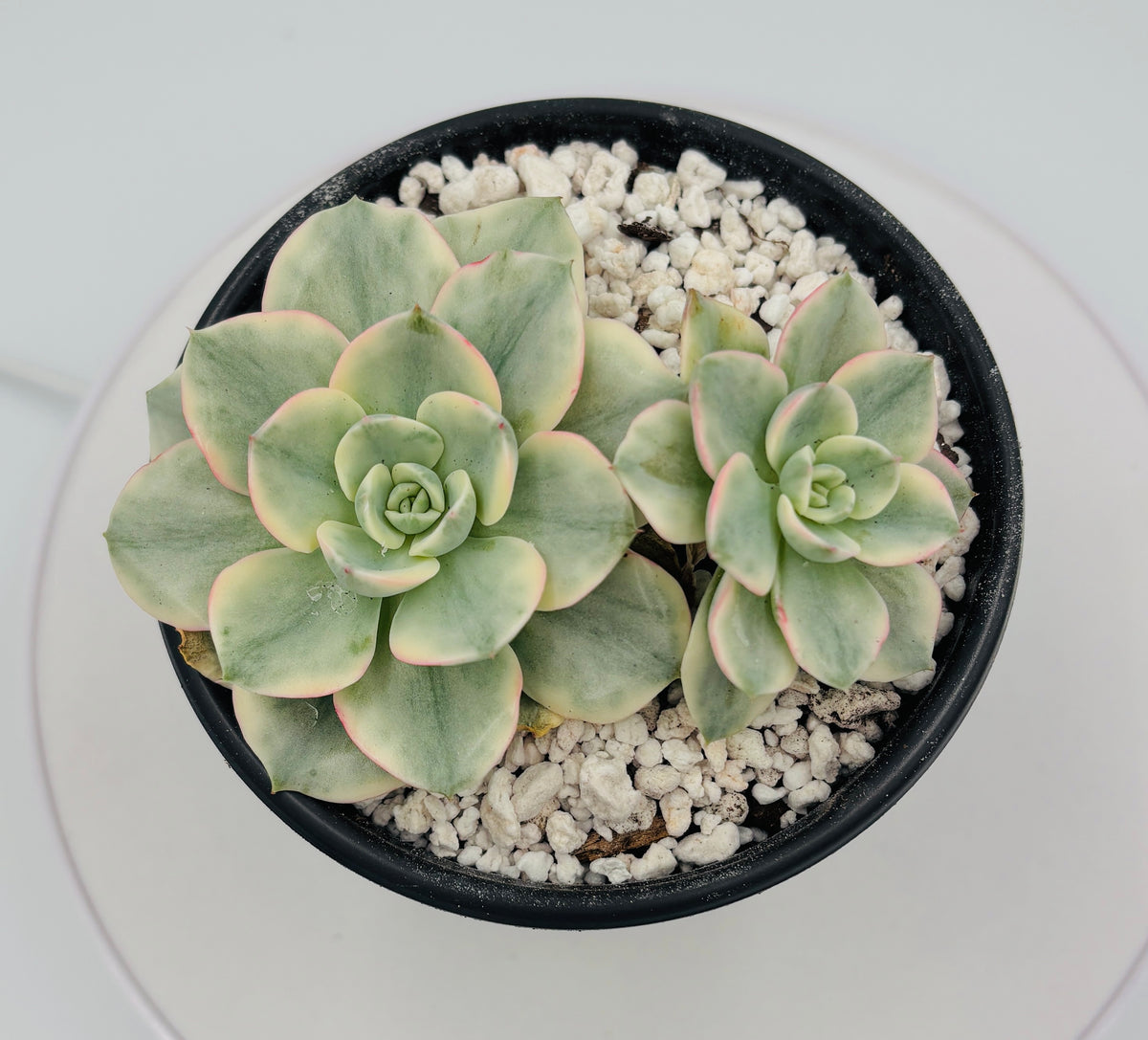 Echeveria Atlantis Variegated – Imported Succulent