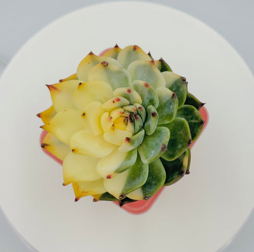 Echeveria Chihuahua Variegated – Collector Succulent