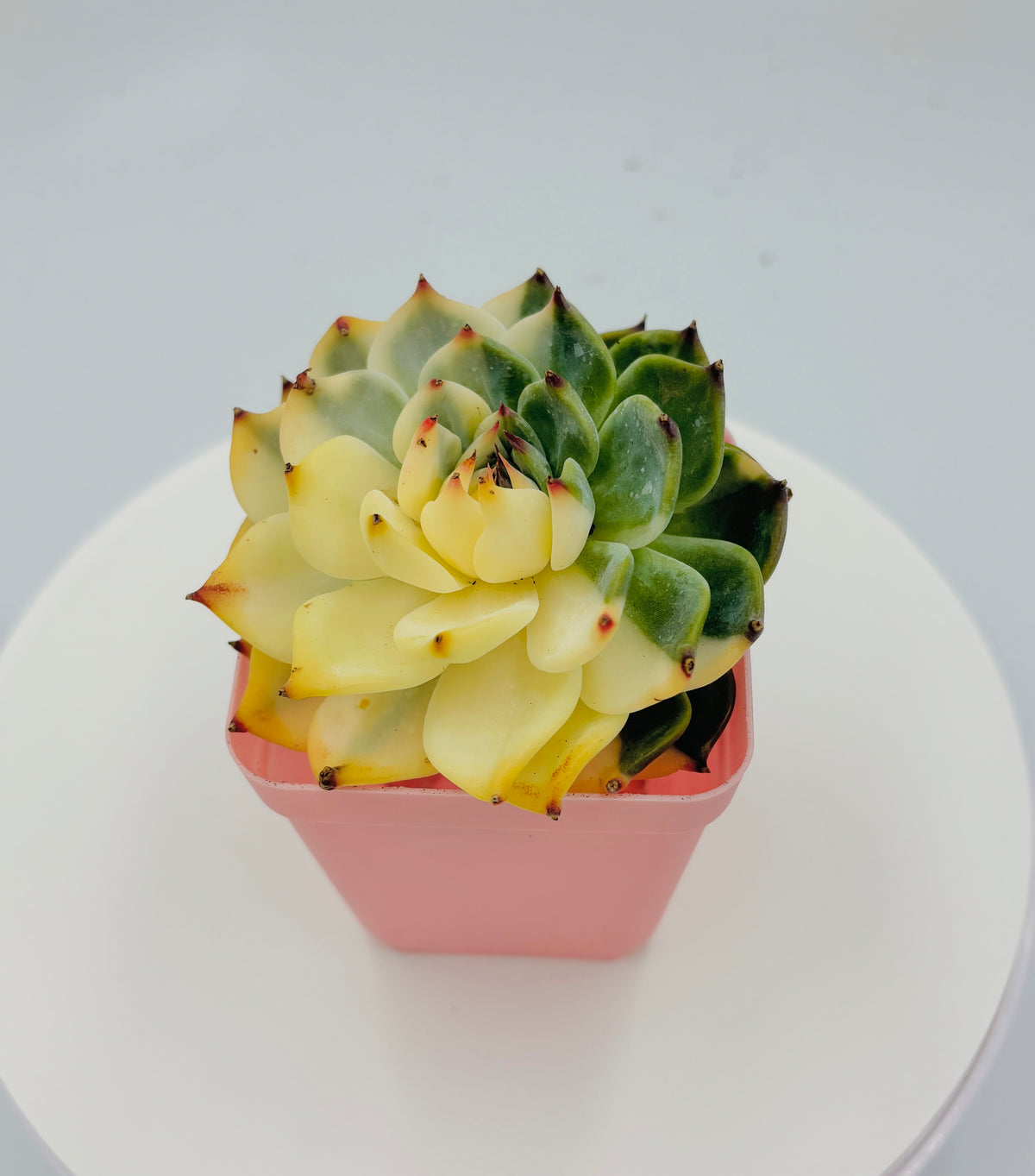 Echeveria Chihuahua Variegated – Collector Succulent