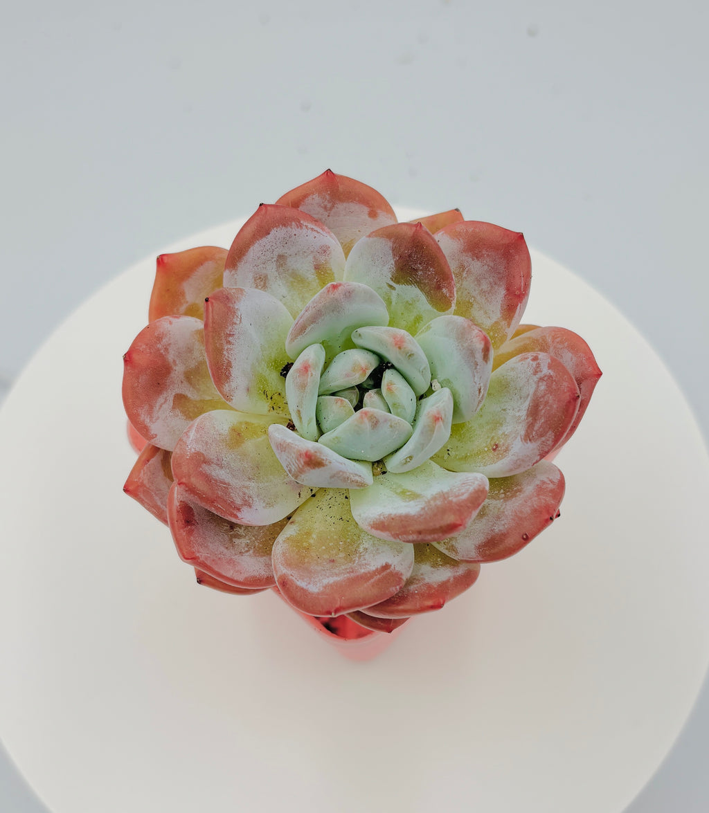 Echeveria Nana – Premium Imported Succulent