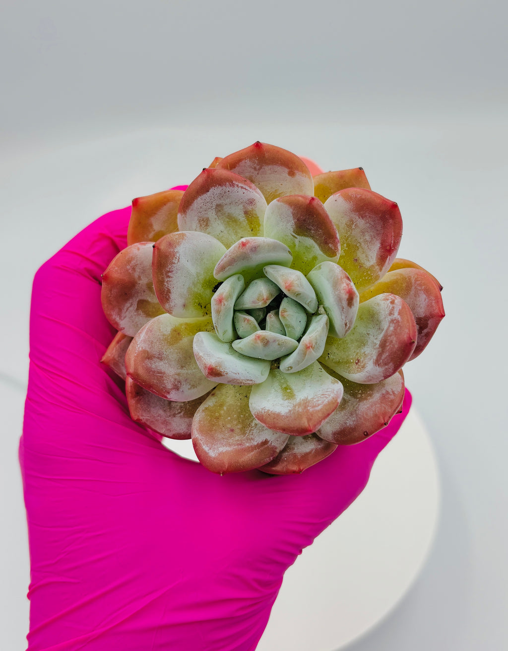Echeveria Nana – Premium Imported Succulent