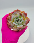 Echeveria Nana – Premium Imported Succulent