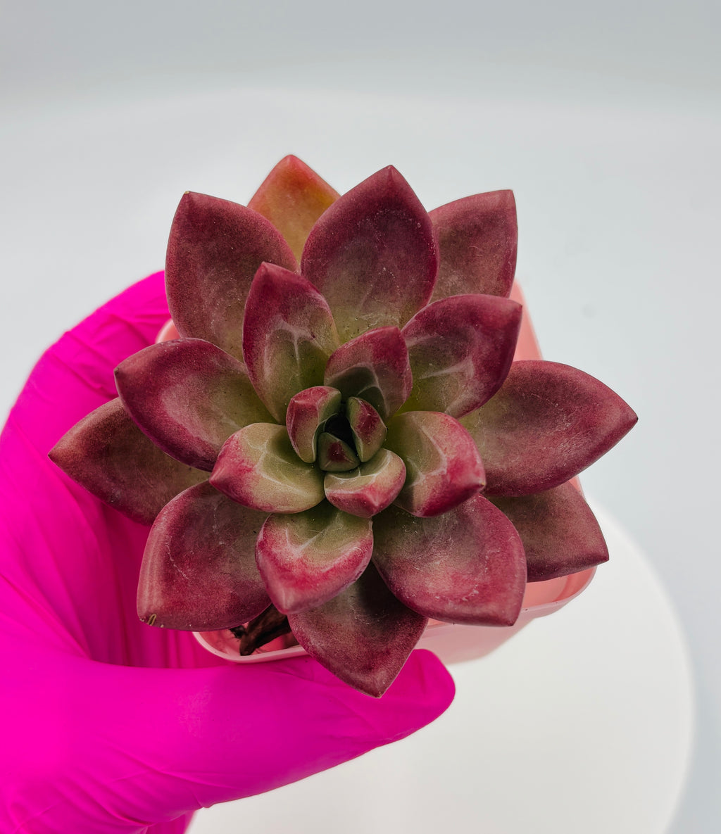 Echeveria Hefei –  Imported Succulent