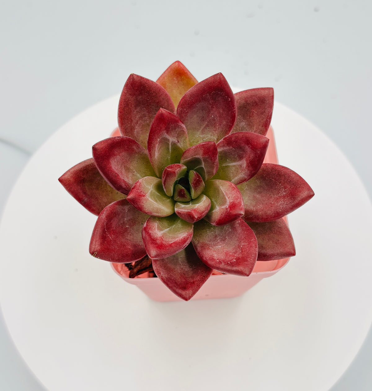 Echeveria Hefei –  Imported Succulent