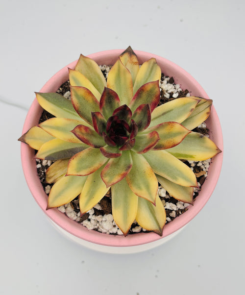 Echeveria Flaming Mountain – Premium Imported Succulent