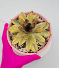 Echeveria Flaming Mountain – Premium Imported Succulent
