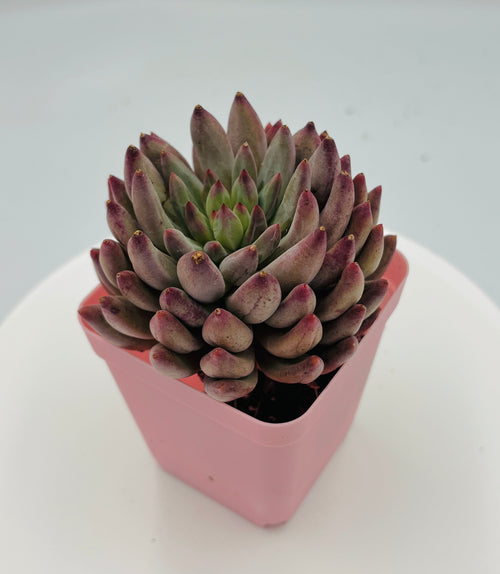 Echeveria Beauty Yu – Premium Imported Succulent
