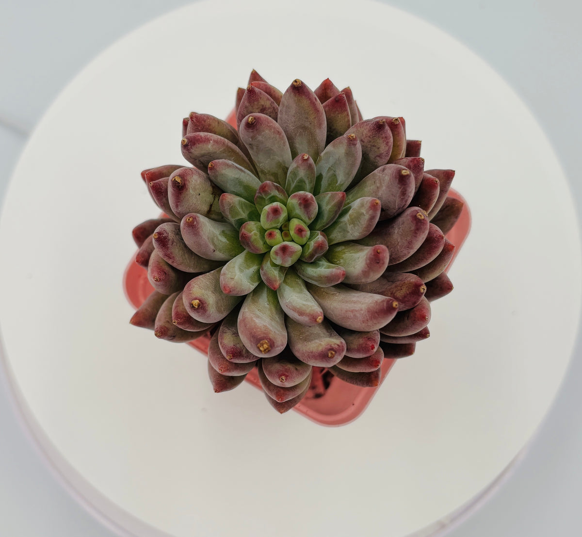 Echeveria Beauty Yu – Premium Imported Succulent
