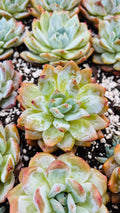 Echeveria Monroe – Premium Imported Succulent