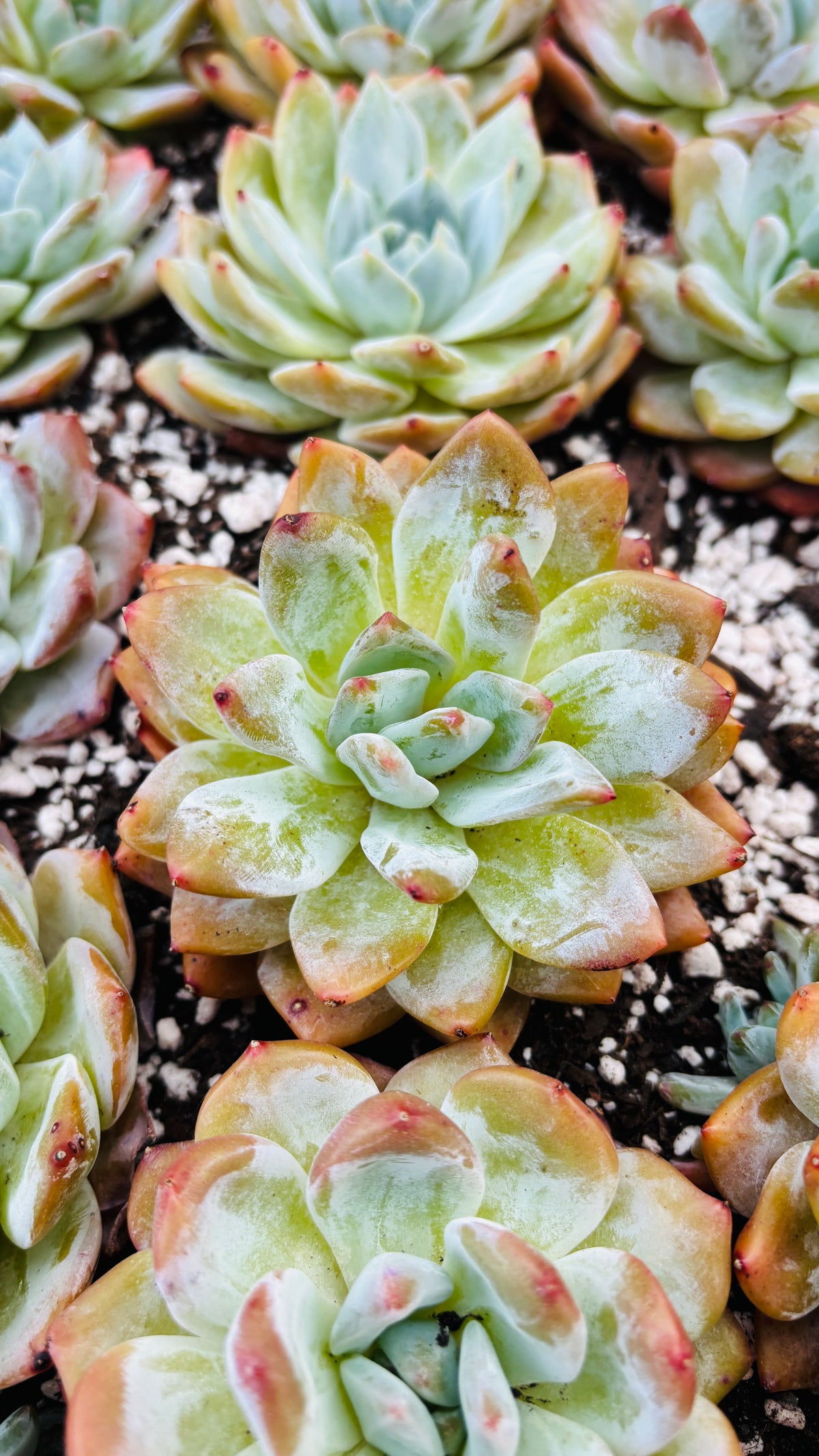 Echeveria Monroe – Premium Imported Succulent