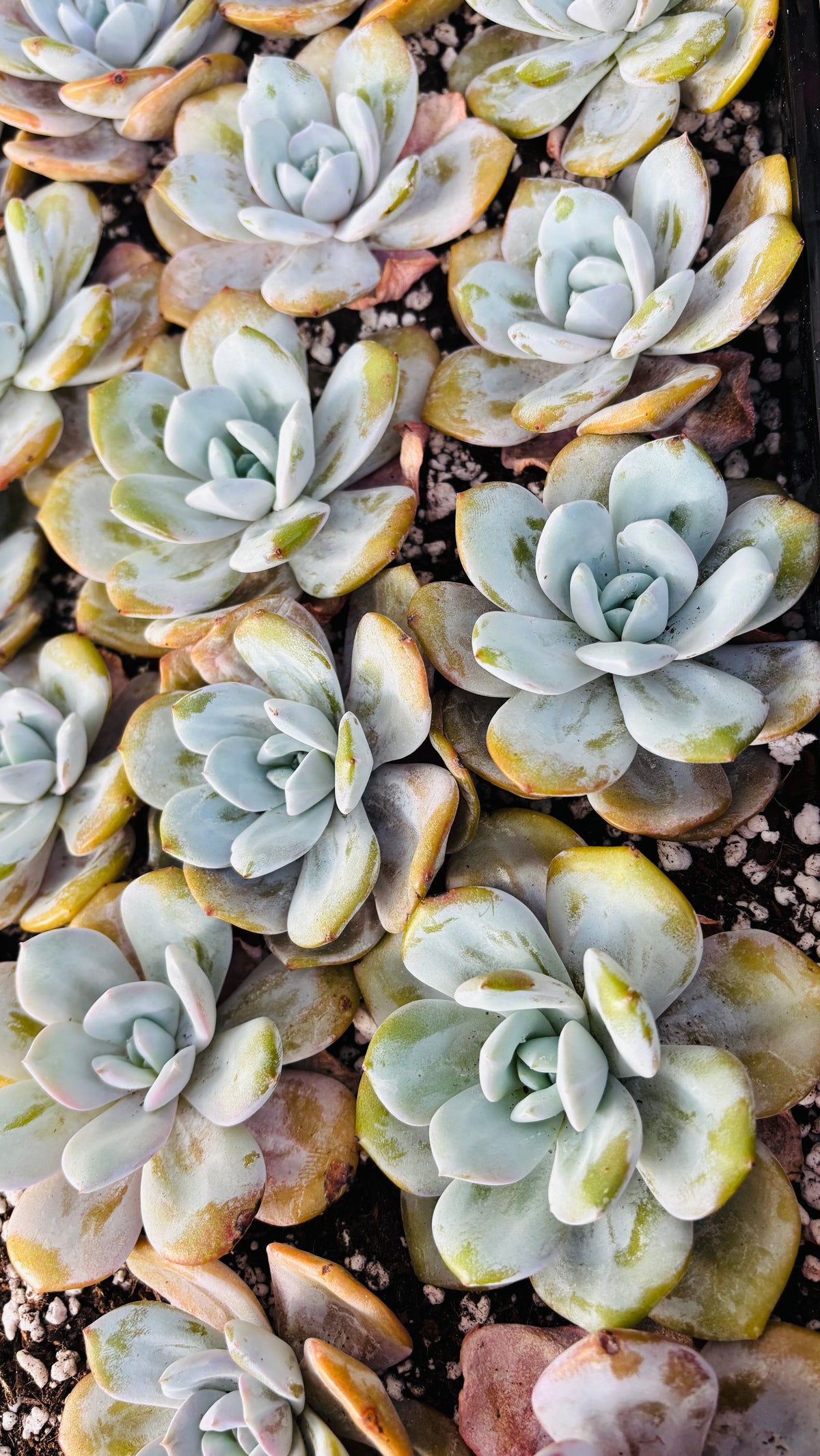 Echeveria Milk Tea – Premium Imported Succulent