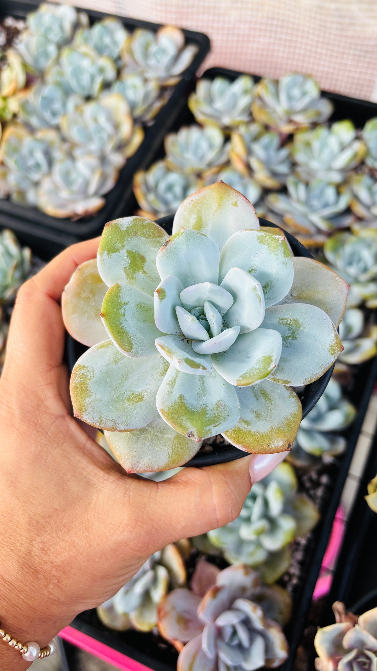 Echeveria Milk Tea – Premium Imported Succulent